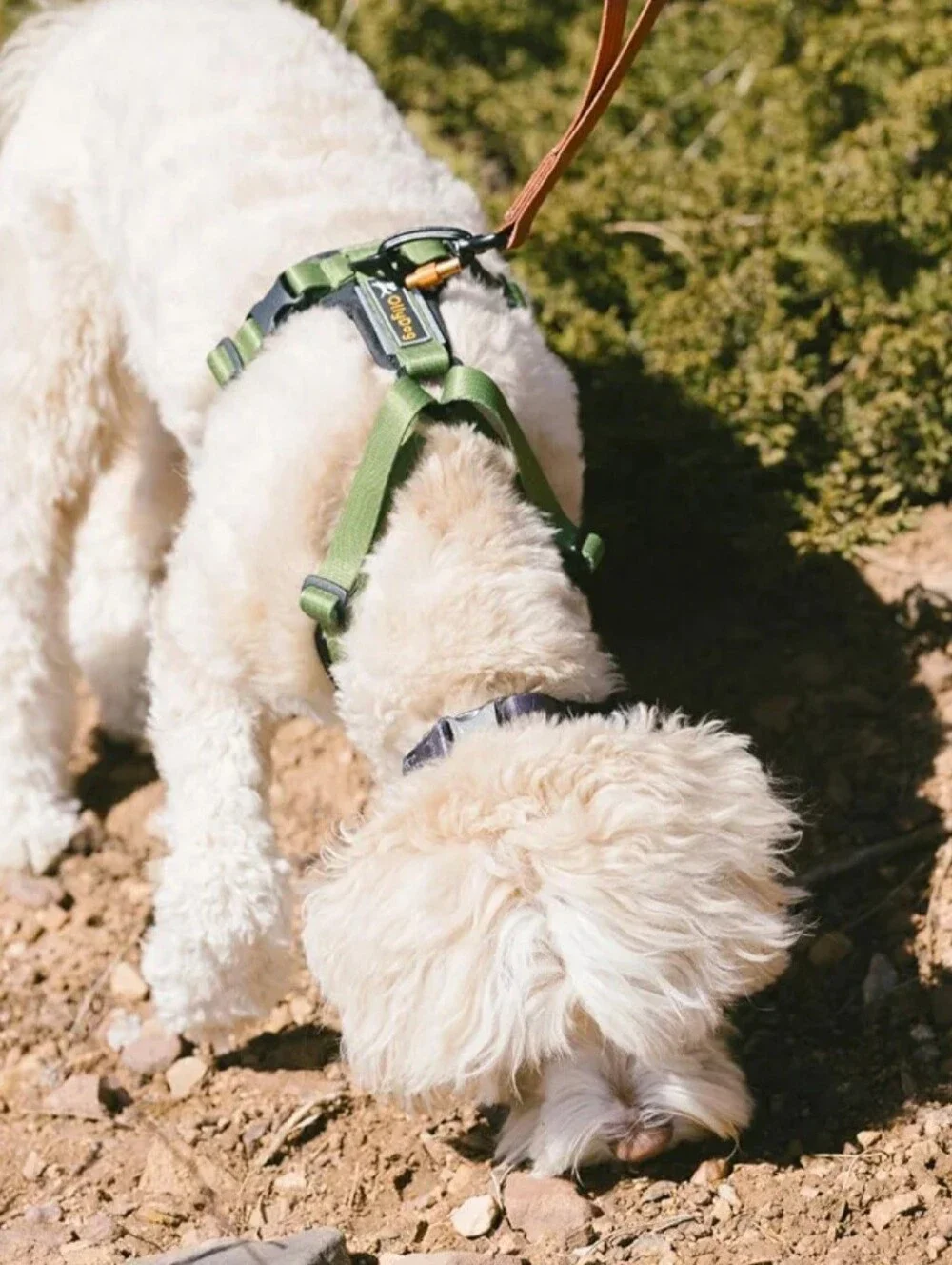 OllyDog Harness, Sm